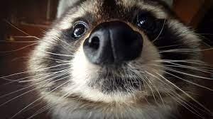 Image of 'Raccoon'